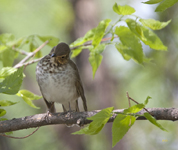 Swainsons Thrush 2821